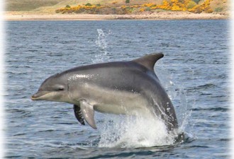 Dolphin near Nigg ferry
