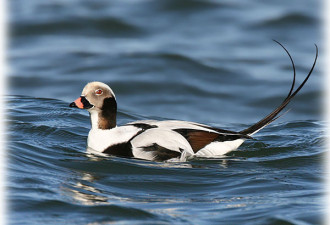 Long tailed duck