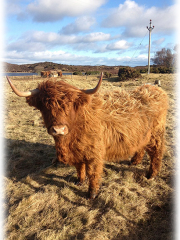 Highland cow on a winter's day at Loch Fleet