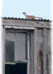 Stoat on the roof of a hut beside Oystercatchers