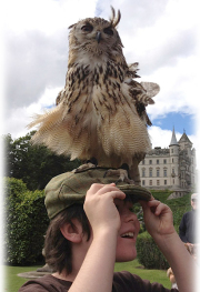 Owl perched on a boy's head at Dunrobin Castle