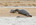 Seal with pup on sandbank in Loch Fleet