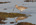 Curlew wading in Loch Fleet