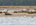 Seals beached on a Loch Fleet sandbank