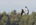 Shellduck mobbing an osprey at Loch Fleet